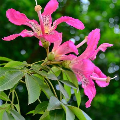 星空下载手机app下载